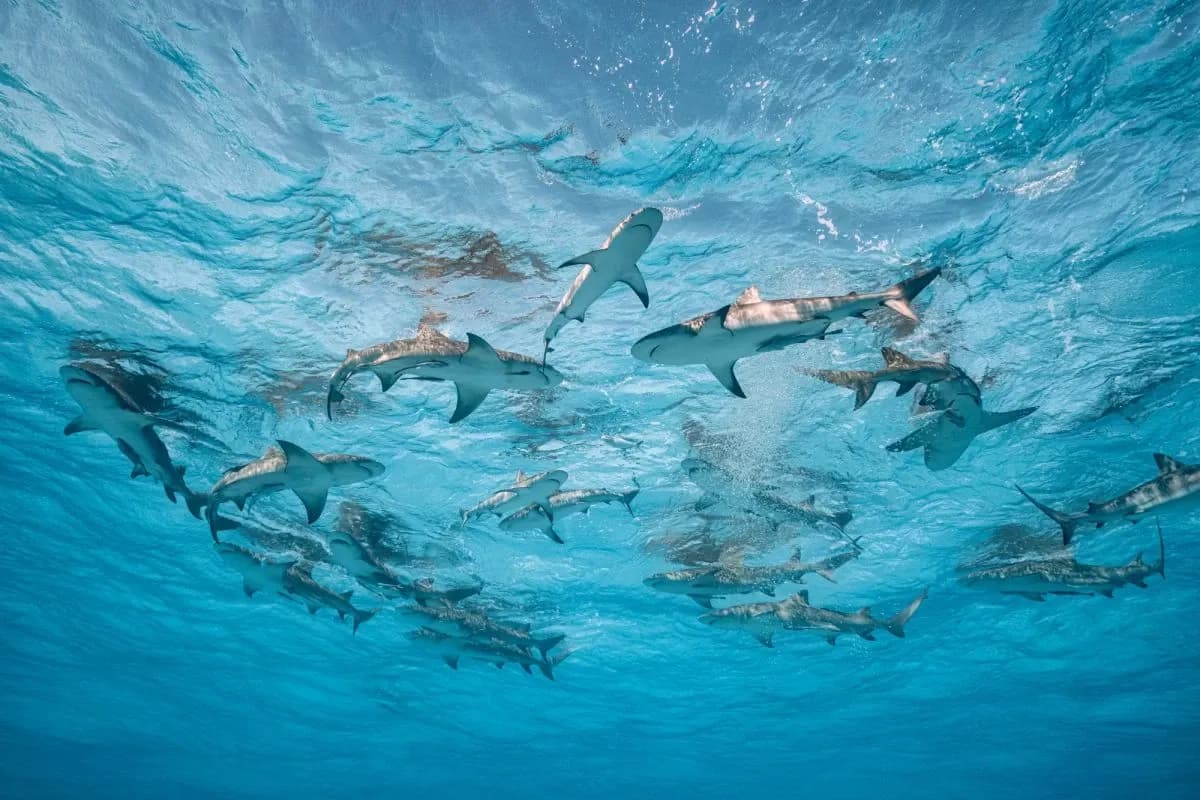 Rolex supports photographer Cristina Mittermeier’s ocean advocacy