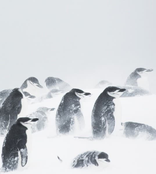 Antarctica: More Than Just Ice, Ice, Baby
