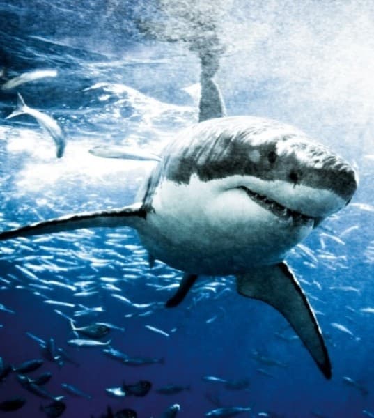 Photographer’s Journey From Fear of Sharks to Passion for Conservation