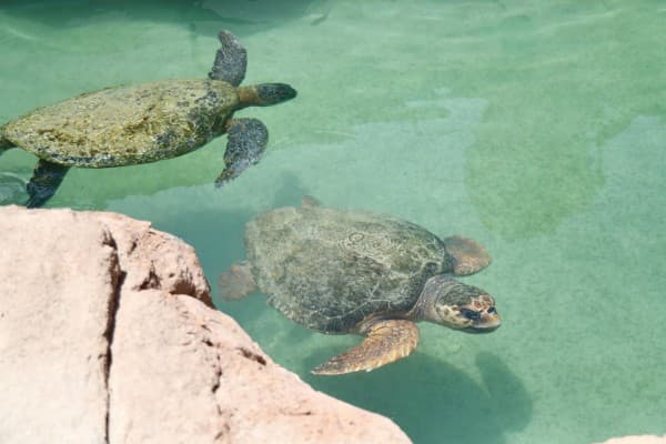 Celebrate 20 years of turtle rehabilitation with Jumeirah Al Naseem in Dubai