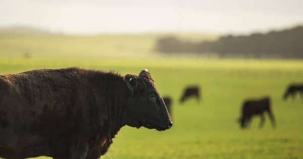 Chocolate-fed cows redefine the standard for Wagyu