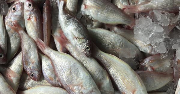 WWF Sustainable Seafood Week returns to Hong Kong