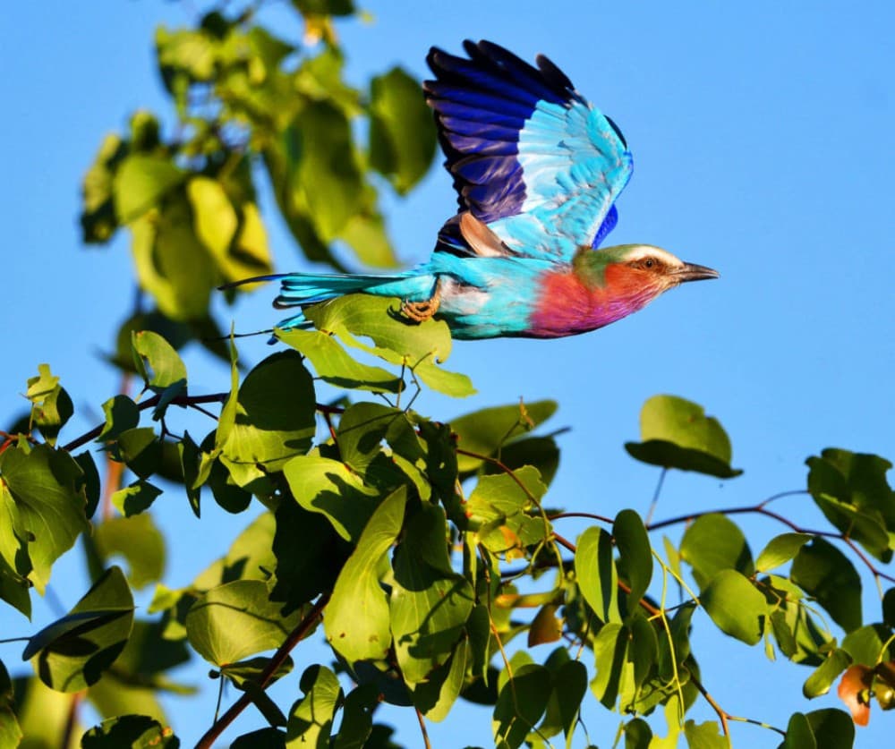 NATURE IN MOTION