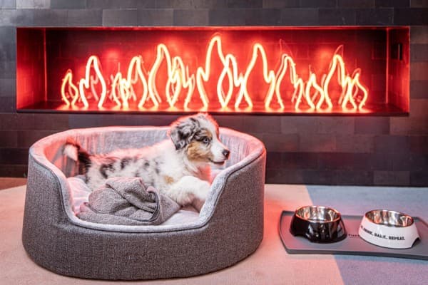 Hong Kong’s best pet-friendly hotels for your next staycation