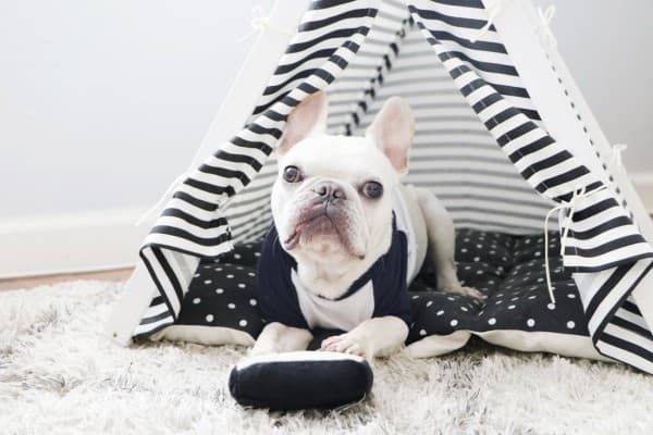 Christmas gift guide: 10 incredibly cute gift ideas for pets in Hong Kong