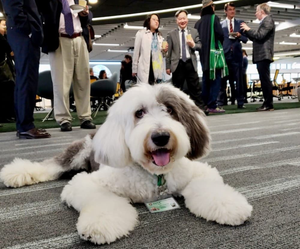 Remembering Jasper: HKU’s first therapy dog