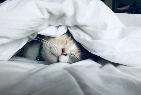 World Sleep Day: 5 apps to help you catch some zzz’s