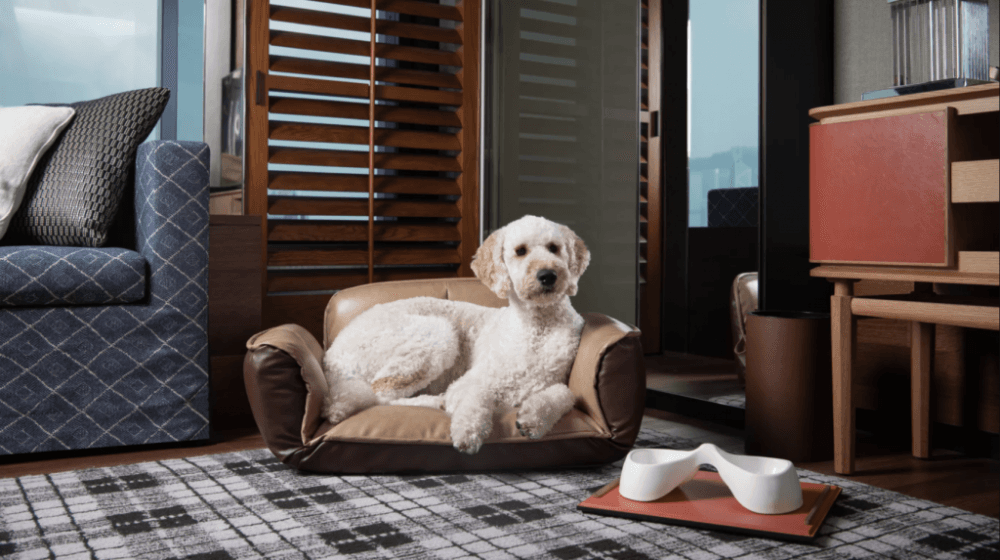 #legendloves: 3 Pampering Puppy Staycations in Hong Kong