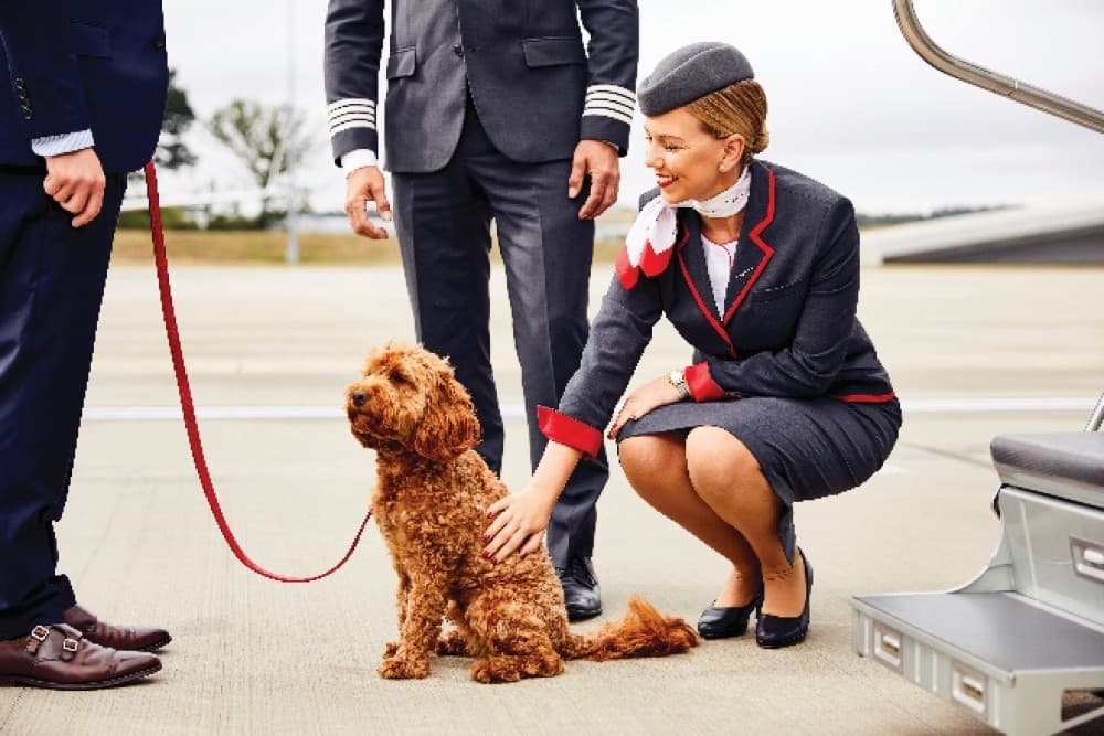 Private jet pet relocation on the rise