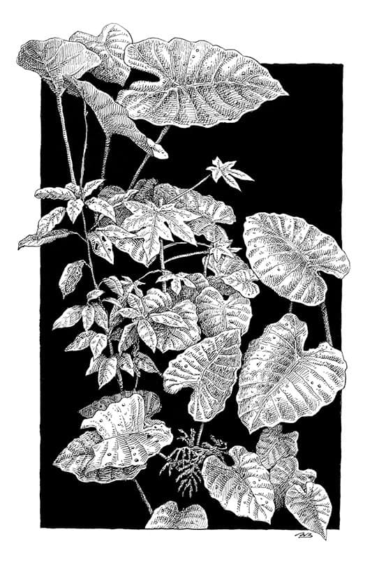 The-Ink-Trail_Andreas-von-Buddenbrock_Urban-Vegatation.jpg