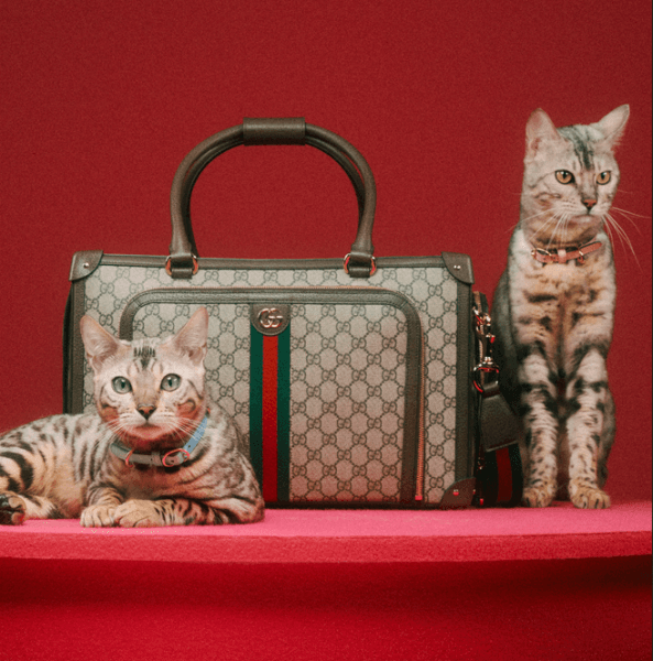 6 luxury brands introducing stylish pet products