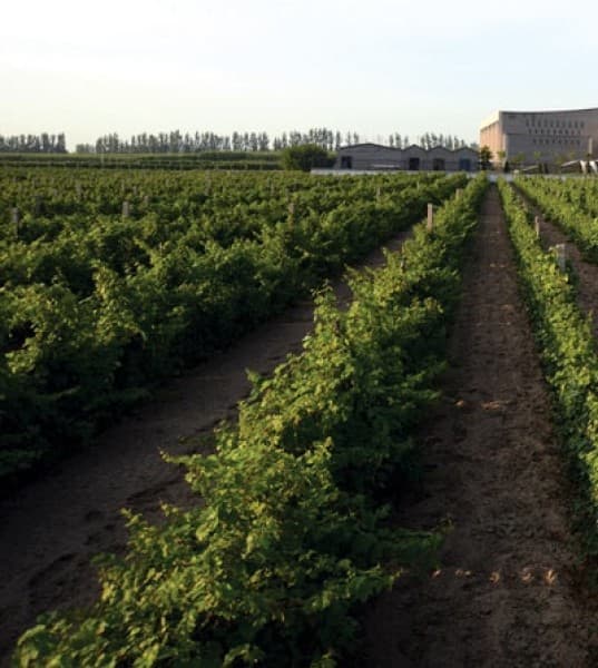 China’s Thirst for Wine Sees Growth in Producers and Sommeliers
