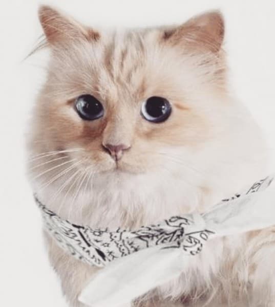 Choupette’s Instagram Account Was Hacked