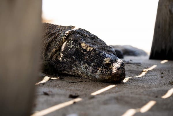 Komodo dragons, ritual dances and local coffee at Indonesia’s Ta’aktana resort