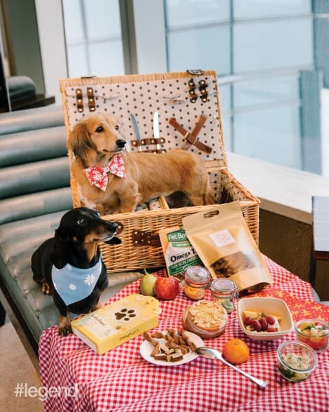 Picture Pawfect: The suite life of Darling and Pogi