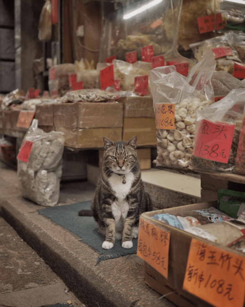 11 Hong Kong cats to follow on Instagram